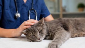 When to Euthanize a Cat With Seizures