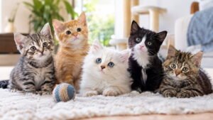 Most Popular Cat Names 2027