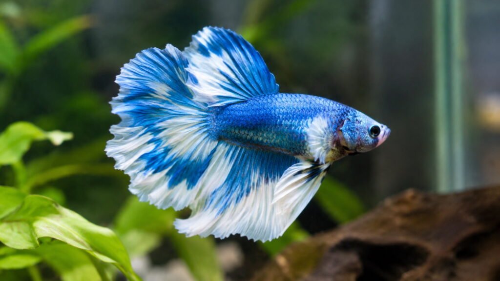 Blue and White Betta Fish Names