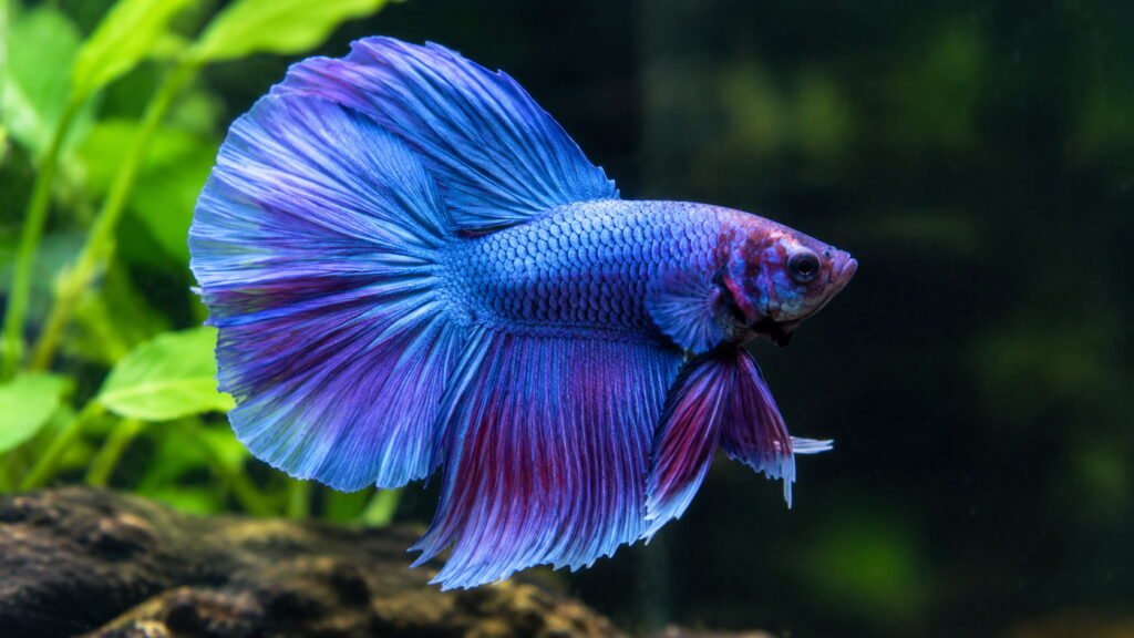 Bluish Purplish Betta Male Fish Names