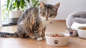 What to Feed an Older Cat That Is Losing Weight